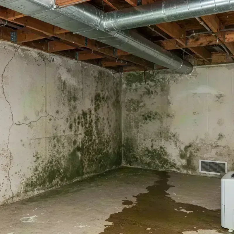 Professional Mold Removal in Silver Spring, MD